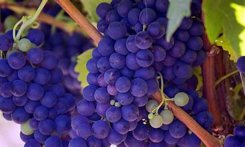 grapes_grapes是什么意思